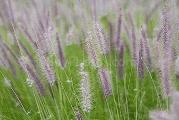 Fountain grass, close shot of Pennisetum Setaceum