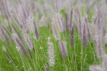 Champs de fleurs avec fleurs en gros plan, herbe aux écouvillons, rubrum
