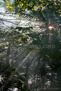 Sunbeams through branches, trees in fog