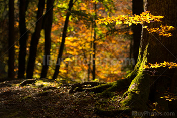 Photo: Automne Forêt 001