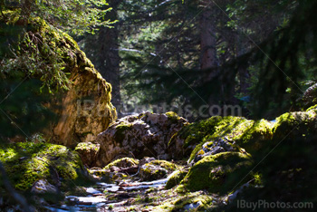 Lumière du soleil dans la forêt avec mousse sur rochers