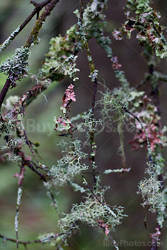 Fungus and moss covering branches in tree