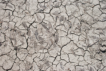 Cracks and splits on dry soil, dryness