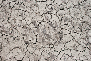 Cracked dry ground and soil