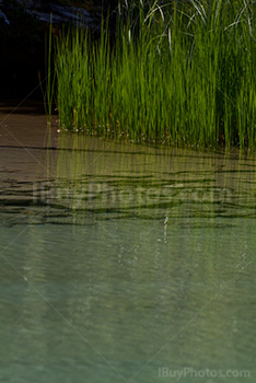 Reeds and rushes reflection in clear water