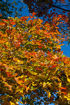 Feuilles au couleurs d'Automne sur un arbre