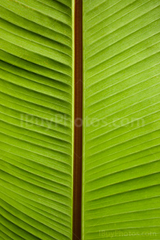 Palm leaf with nervures and veins