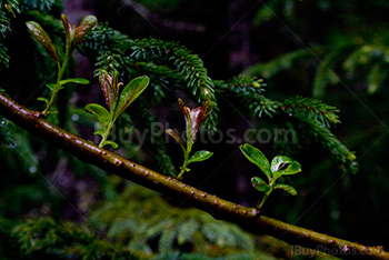 Leave buds growing on a branch