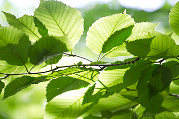 Rayons de soleil à travers des feuilles