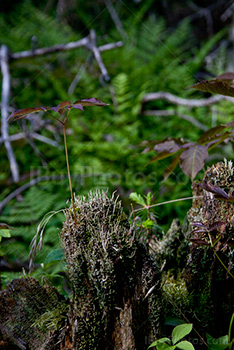 Leaves on wet stump with fern