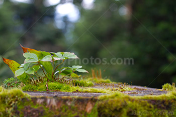 Feuilles et plantes sur un tronc en forêt