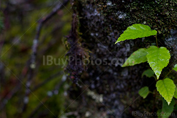 Wet green leaves on moss or rock