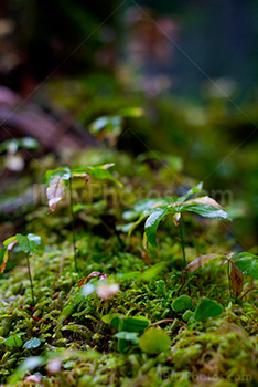 Leaves and moss on the ground in forest