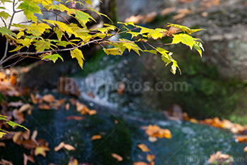 Maple tree branch with creek behind