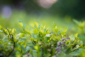 Leaves on green hedge