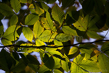 Feuilles vertes filtrent lumière du soleil