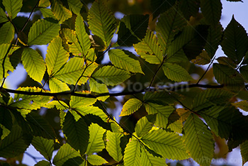 Lumière su soleil filtrée par feuilles sur une branche