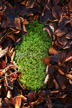 Mousse d'herbe verte entourée de feuilles d'Automne