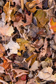 Feuilles d'Automne sur le sol, feuille d'érable