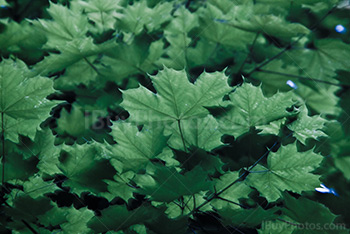 Feuilles d'érable vertes avec effet flou