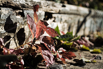 Dead leaves on wood stairs step