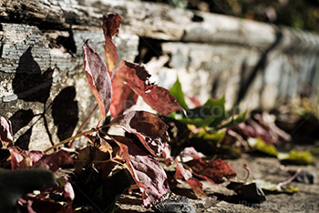 Feuilles mortes sur escaliers en bois