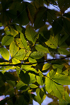 Sunlight through green leaves in branches