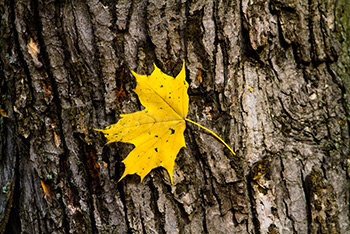 Yellow maple leaf on bark of tree