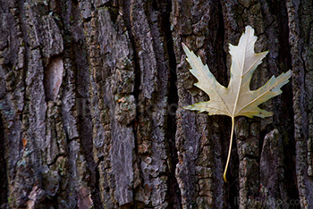 Leaf on bark of trunk