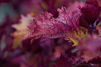 Purple leaves with veins