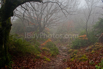 Misty forest with spooky shaped oak trees