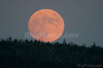 Full red Moon rising above the forest