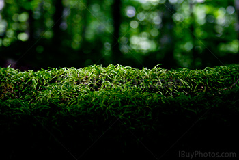 Lumière du soleil sur tapis de mousse verte dans forêt