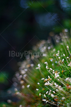 Sphagnum close up with gree stalk and white tip