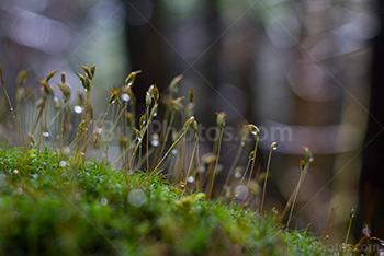 Mousse d'herbe et sphaigne sur le sol