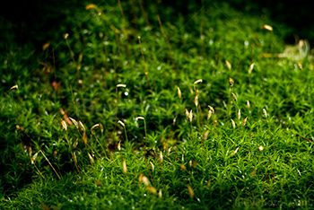 Sphaigne et mousse végétale recouvrant le sol