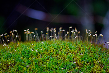 Moss in forest with sphagnum