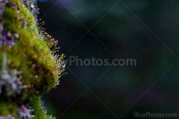 Moss covering rock with sphagnum