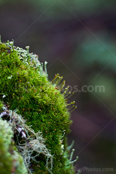 Sphagnum close-up on rock