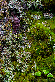 Sphagnum and moss with leaves in forest