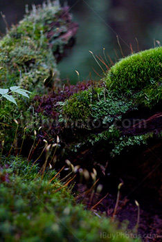 Mousse, sphaigne et feuille dans les bois