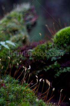 Sphagnum and moss in forest