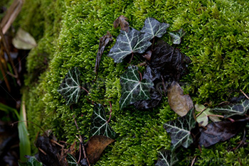 Moss and leaves on rock