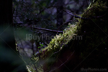 Sunlight on moss on trunk in forest