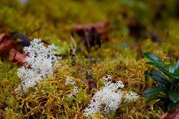 Moss, lichen and fungus on wet ground