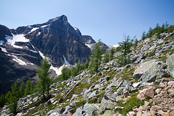 Montagnes eneigées avec sapins, Haddo Peak dans parc de Banff