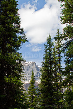 Snow capped mountain summit between trees in Canadian Rockies