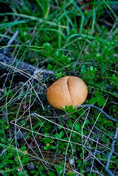 Champignon dans herbe avec brindilles en forêt