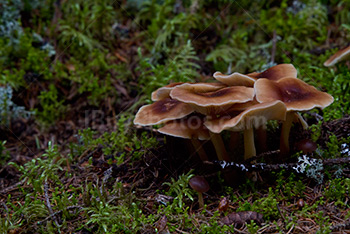 Mushrooms in the forest with moss and lichen