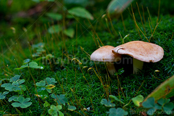 Champignons entourés de sphaigne et mousse